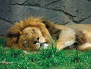 Cameron Park Zoo